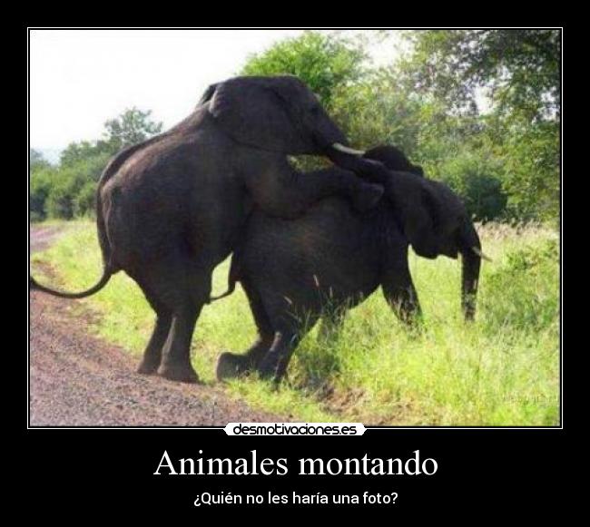 Animales montando - ¿Quién no les haría una foto?