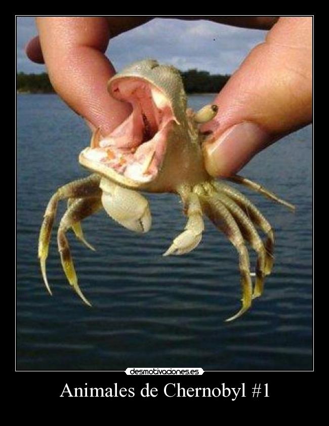 carteles animales quetzalcoatl lacola2 elclanviral clanvirus clanfuego clanhoygan desmotivaciones