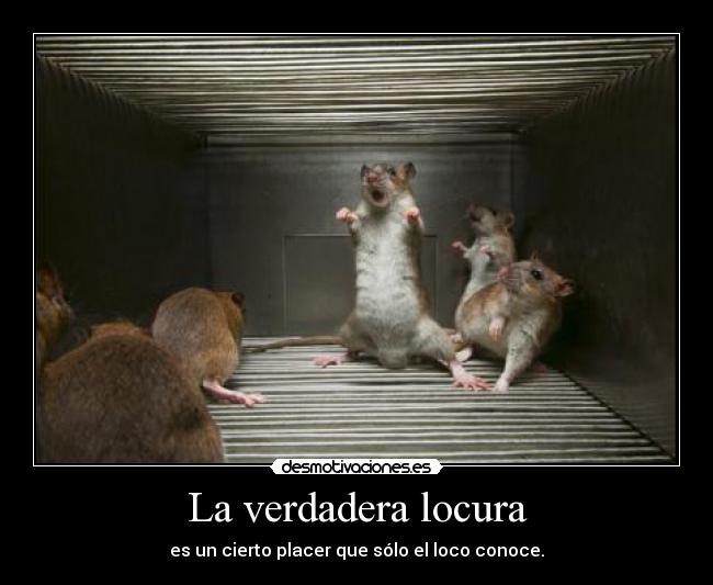 La verdadera locura - es un cierto placer que sólo el loco conoce.