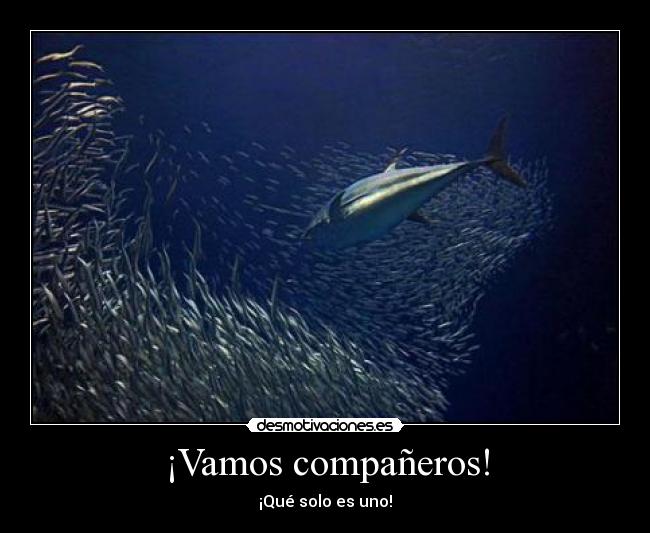 ¡Vamos compañeros! - 