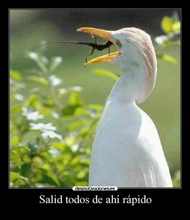 Salid todos de ahí rápido -