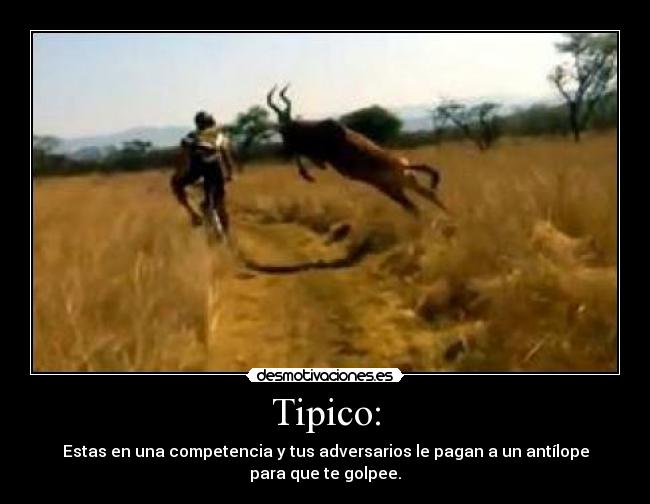 Tipico: - 
