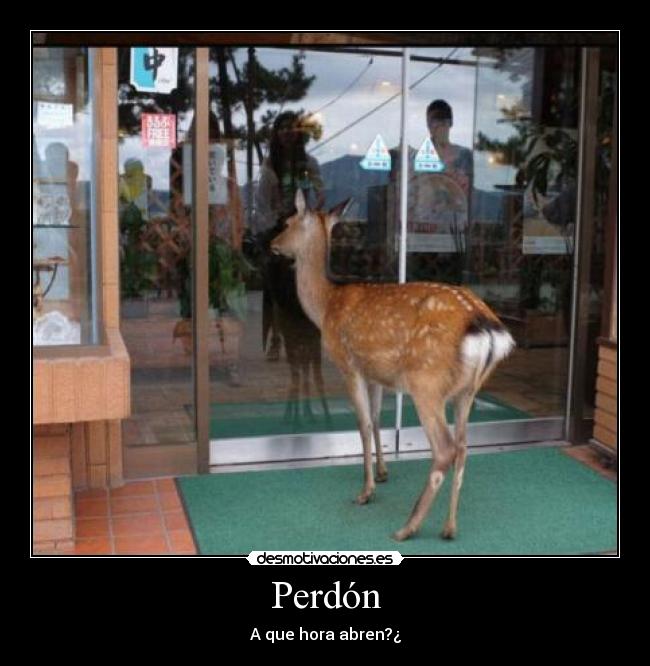 Perdón - 