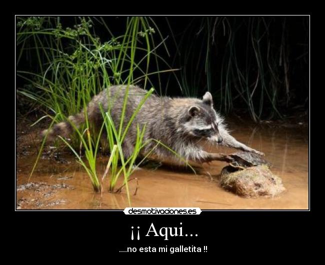 ¡¡ Aqui... - ....no esta mi galletita !!