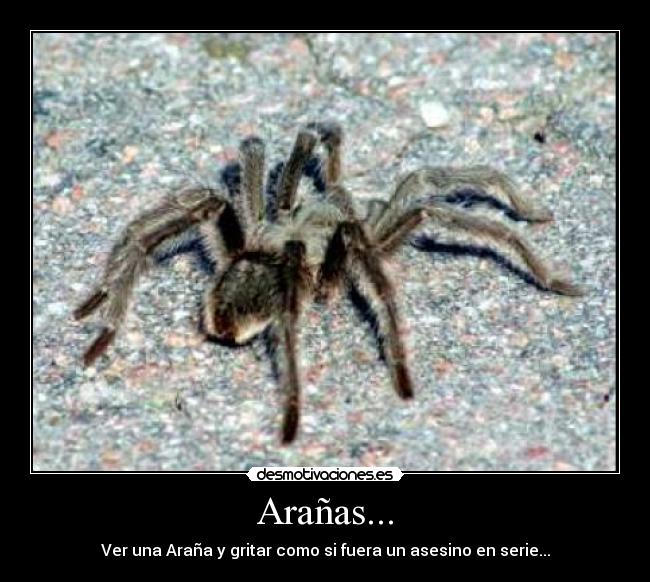Arañas... -