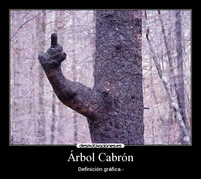 Árbol Cabrón -