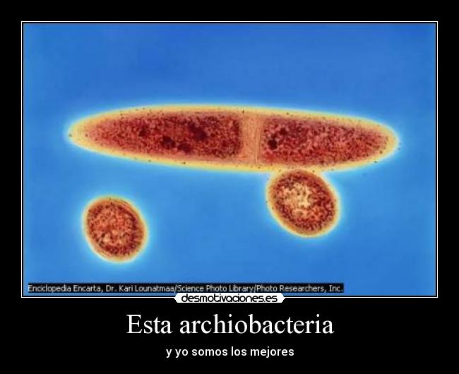 Esta archiobacteria - y yo somos los mejores