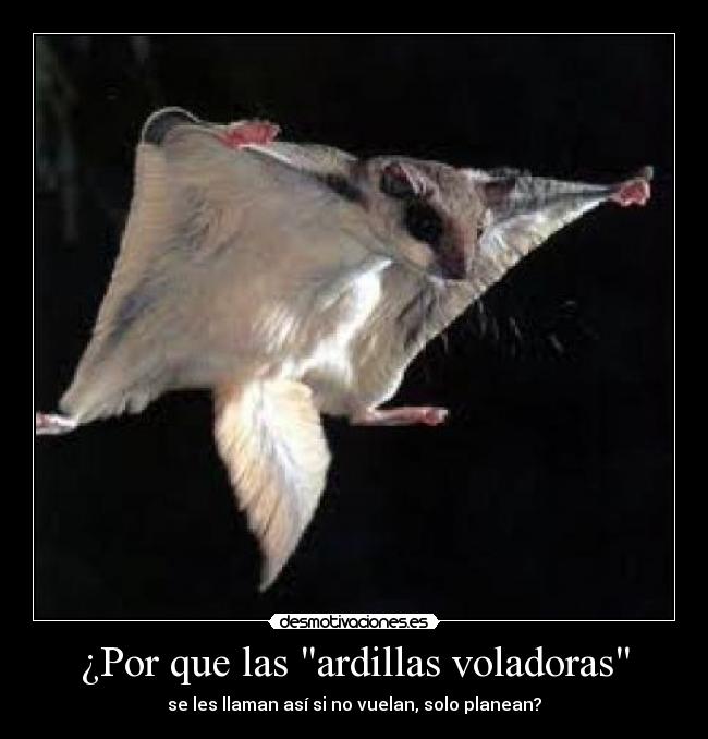 ¿Por que las ardillas voladoras -