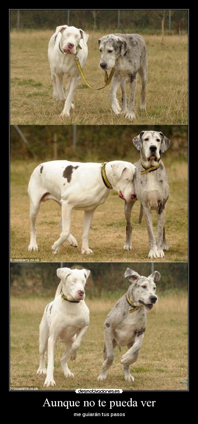 carteles perro guia perro ciego dicen que los animales sienten desmotivaciones