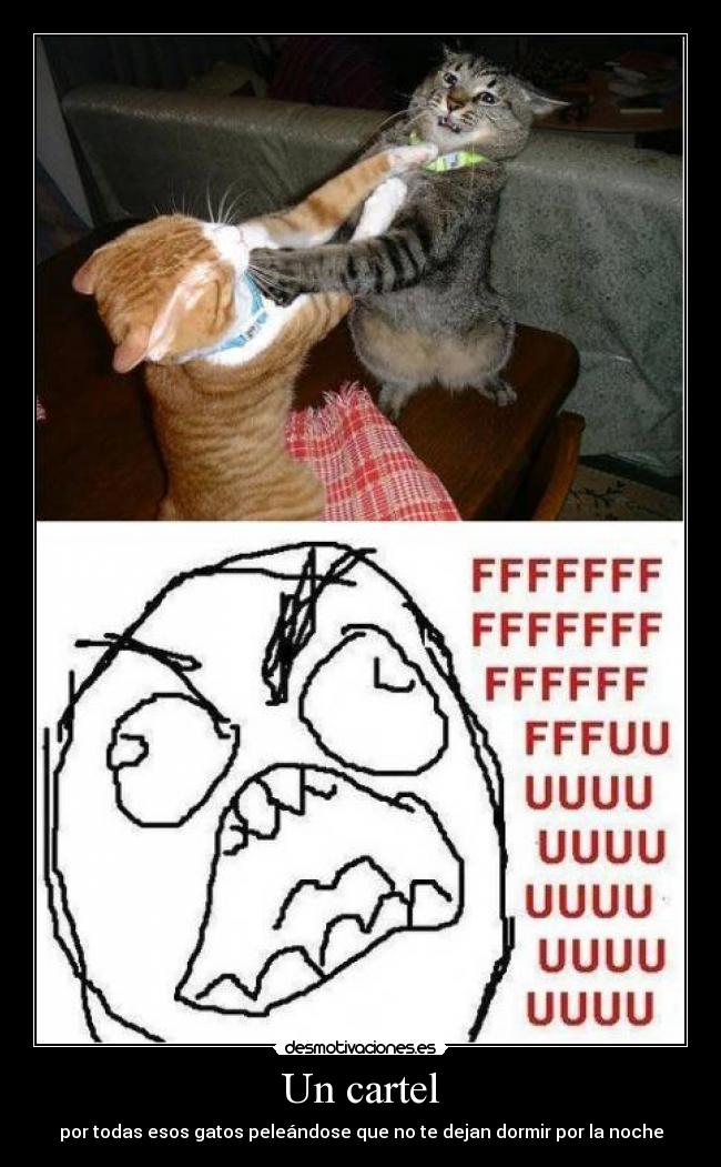 Un cartel - por todas esos gatos peleándose que no te dejan dormir por la noche