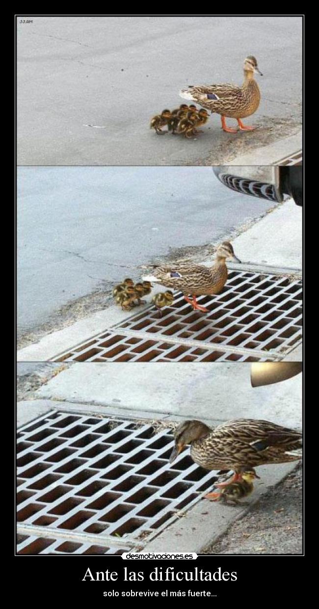 Ante las dificultades -