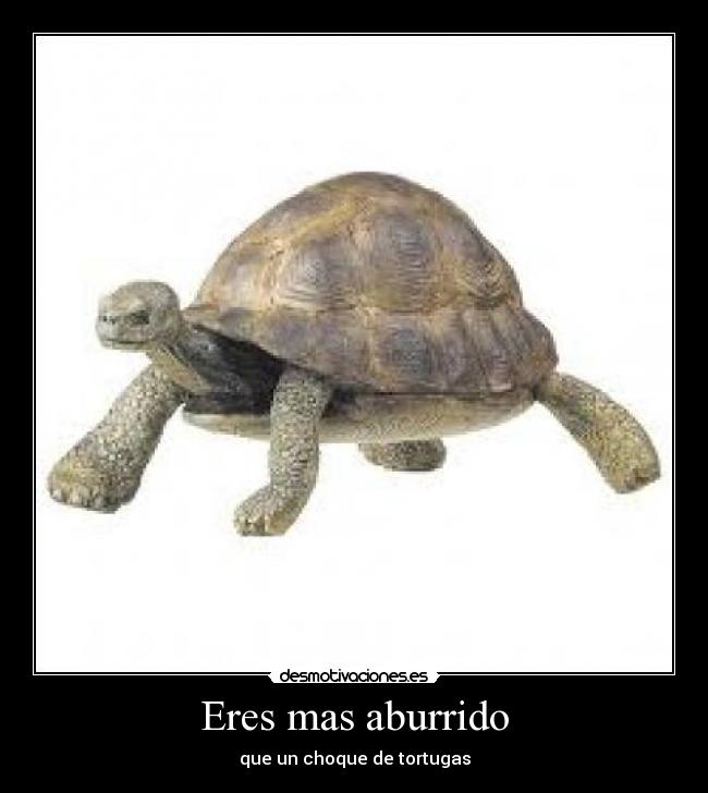 Eres mas aburrido - que un choque de tortugas