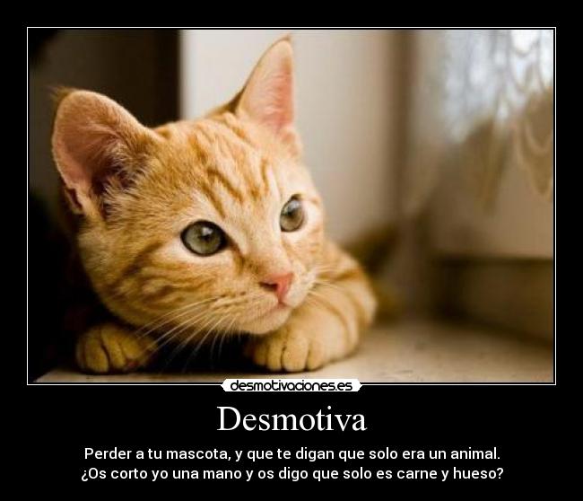 Desmotiva - Perder a tu mascota, y que te digan que solo era un animal.
¿Os corto yo una mano y os digo que solo es carne y hueso?