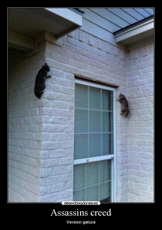Assassins creed - Version gatura