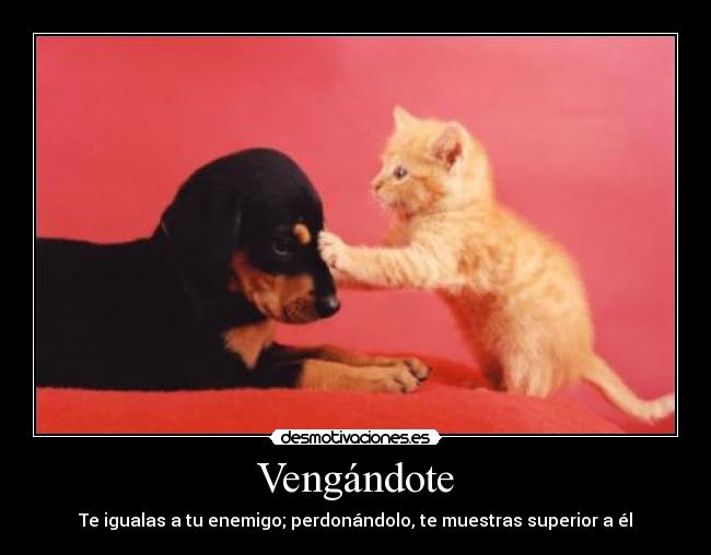 carteles perros gatos desmotivaciones