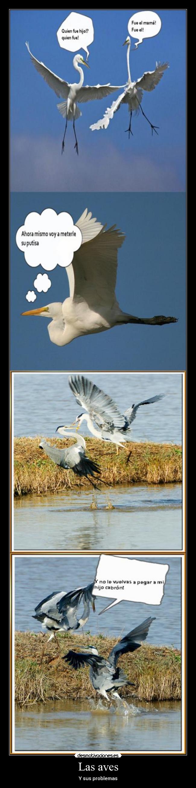 Las aves - Y sus problemas