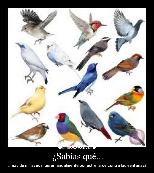 ¿Sabías qué... - ...más de mil aves mueren anualmente por estrellarse contra las ventanas?
