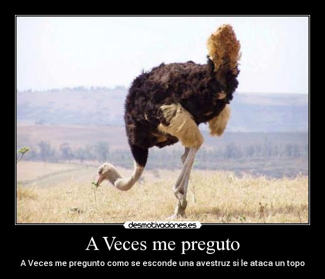 A Veces me preguto - A Veces me pregunto como se esconde una avestruz si le ataca un topo