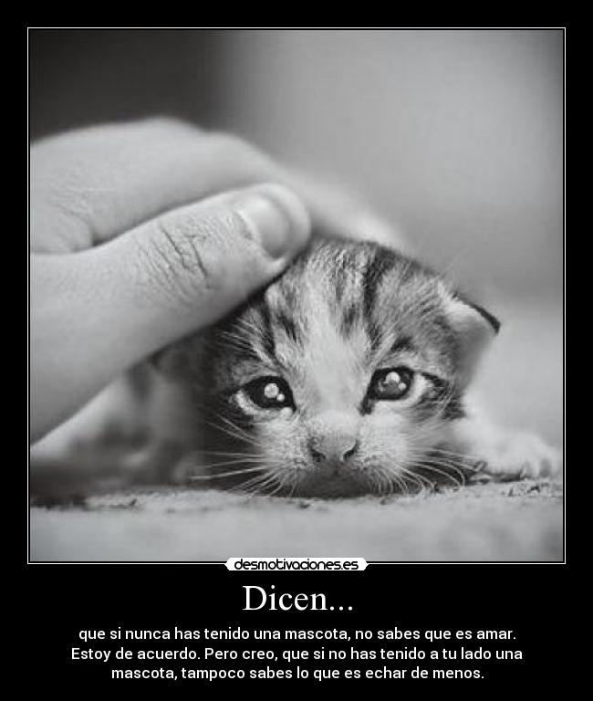 Dicen... -