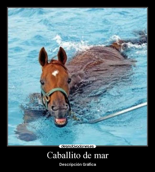 Caballito de mar - Descripción Gráfica