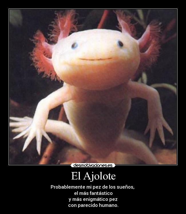 El Ajolote - 