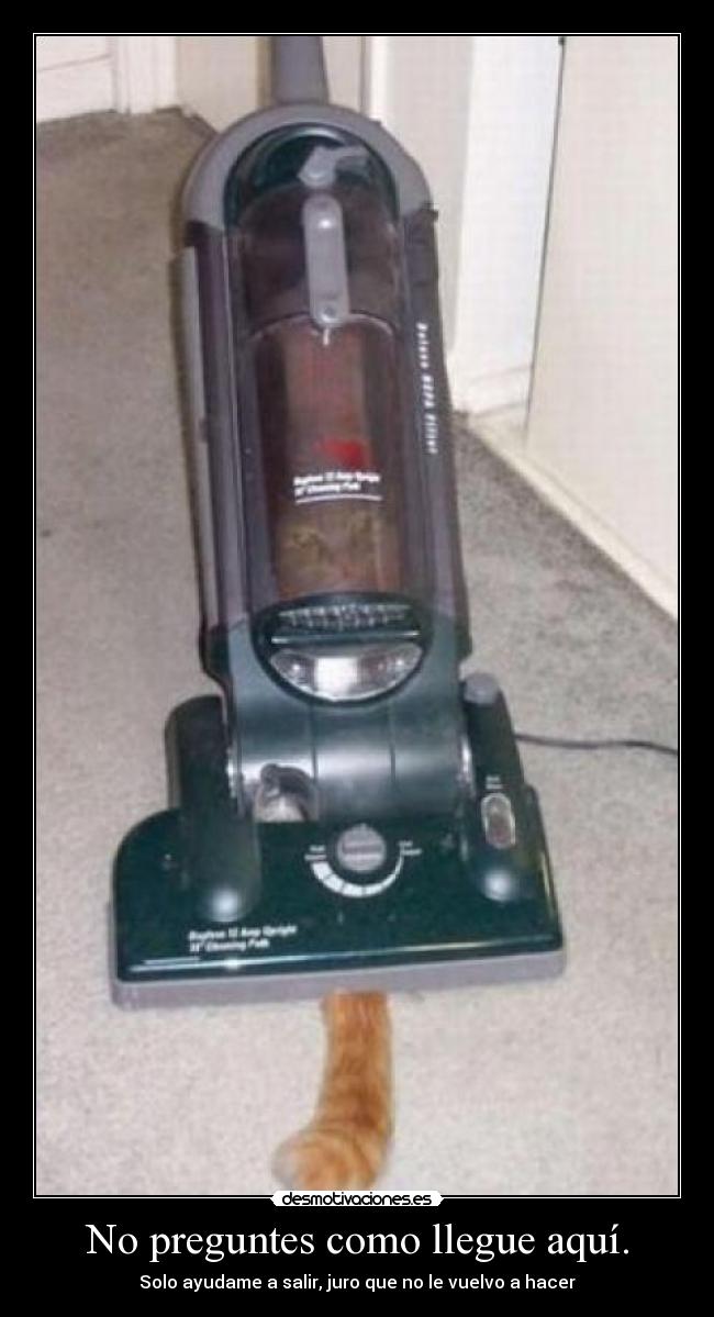 carteles salir llegue gato desmotivaciones