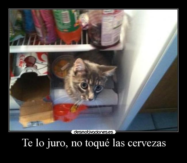 carteles thor71 gatosnevera desmotivaciones