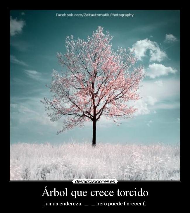 Árbol que crece torcido -