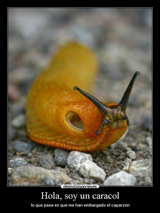 Hola, soy un caracol - lo que pasa es que me han embargado el caparzón