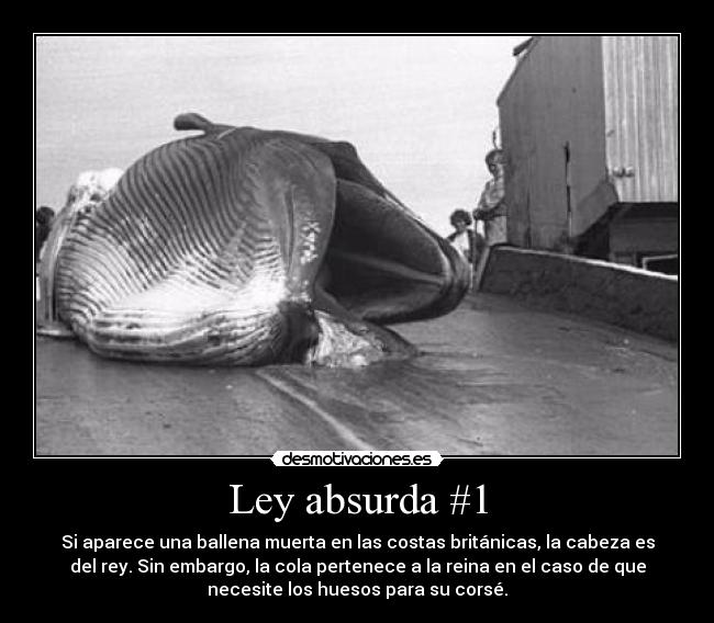 Ley absurda #1 - Si aparece una ballena muerta en las costas británicas, la cabeza es
del rey. Sin embargo, la cola pertenece a la reina en el caso de que
necesite los huesos para su corsé.