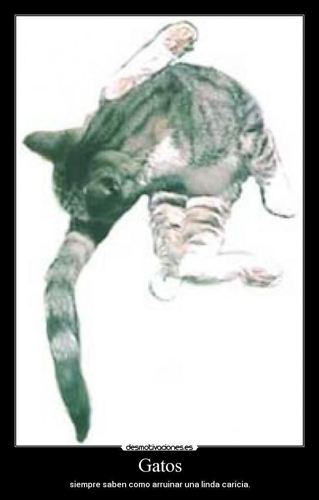 Gatos - siempre saben como arruinar una linda caricia.