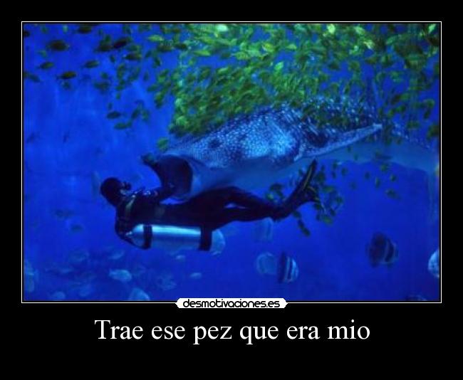 Trae ese pez que era mio -