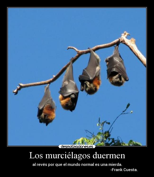 Los murciélagos duermen - al revés por que el mundo normal es una mierda.
-Frank Cuesta.
