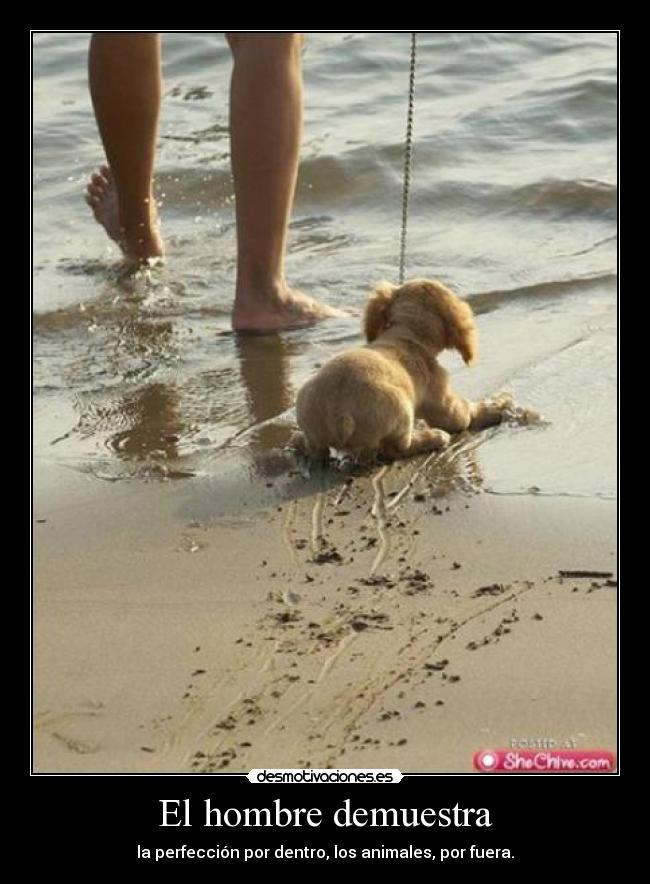 El hombre demuestra - la perfección por dentro, los animales, por fuera.