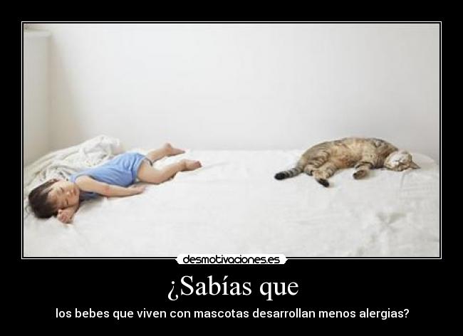 ¿Sabías que - los bebes que viven con mascotas desarrollan menos alergias?