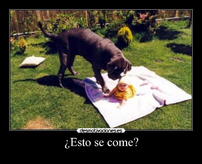 ¿Esto se come? - 