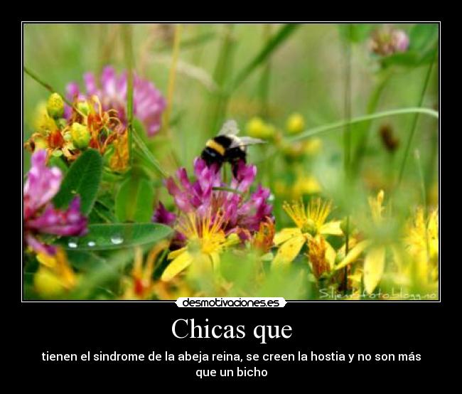 Chicas que - tienen el sindrome de la abeja reina, se creen la hostia y no son más que un bicho