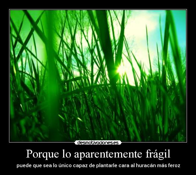 Porque lo aparentemente frágil -