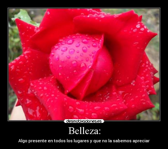 carteles bellaza lalocuna desmotivaciones