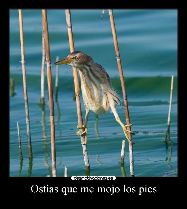 Ostias que me mojo los pies -