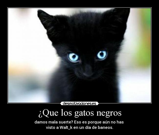 ¿Que los gatos negros - damos mala suerte? Eso es porque aún no has 
visto a Walt_k en un día de baneos.