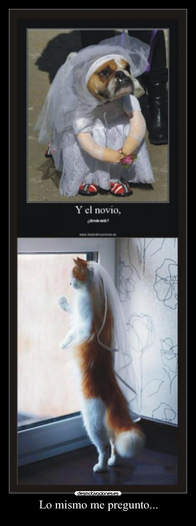 carteles perros gatos ugn2010 desmotivaciones