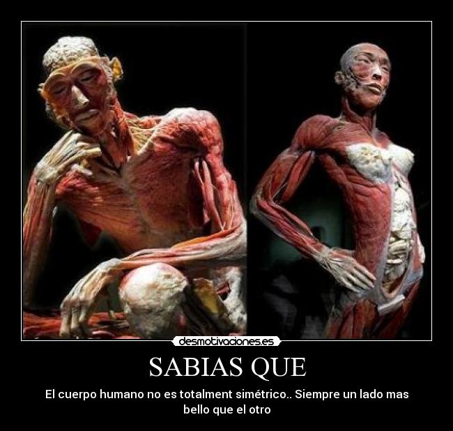 SABIAS QUE - El cuerpo humano no es totalment simétrico.. Siempre un lado mas bello que el otro