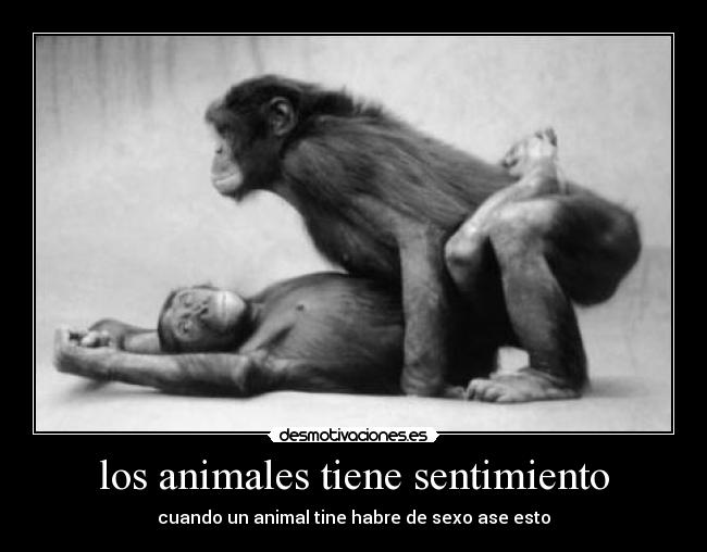 los animales tiene sentimiento - cuando un animal tine habre de sexo ase esto