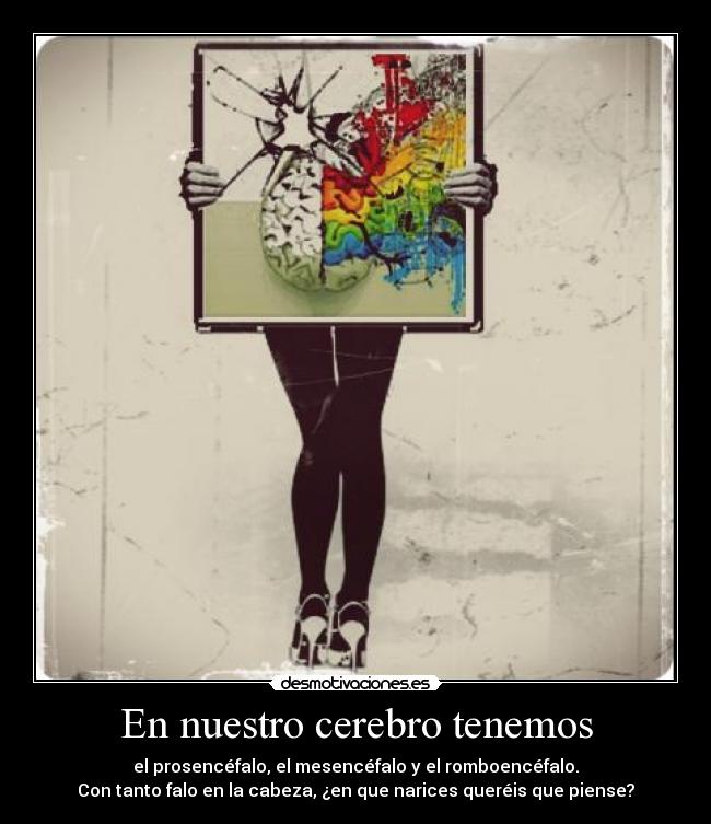 En nuestro cerebro tenemos - 