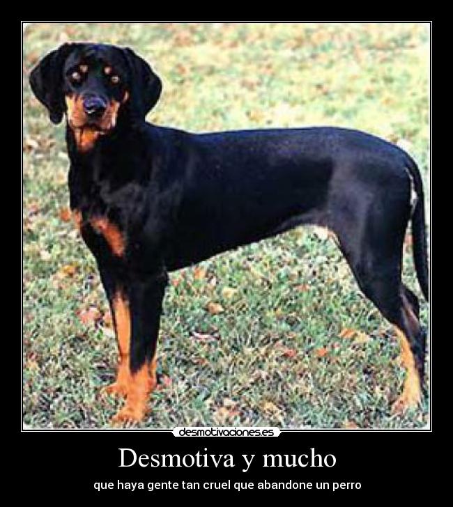 Desmotiva y mucho - 