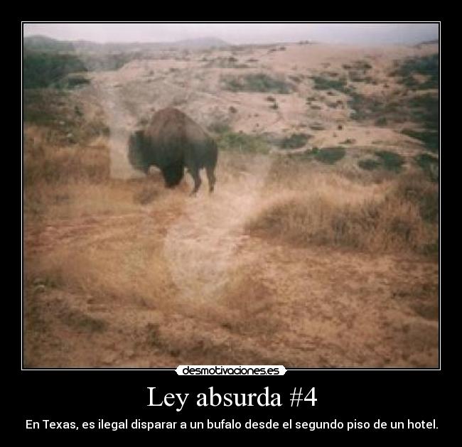 Ley absurda #4 - En Texas, es ilegal disparar a un bufalo desde el segundo piso de un hotel.