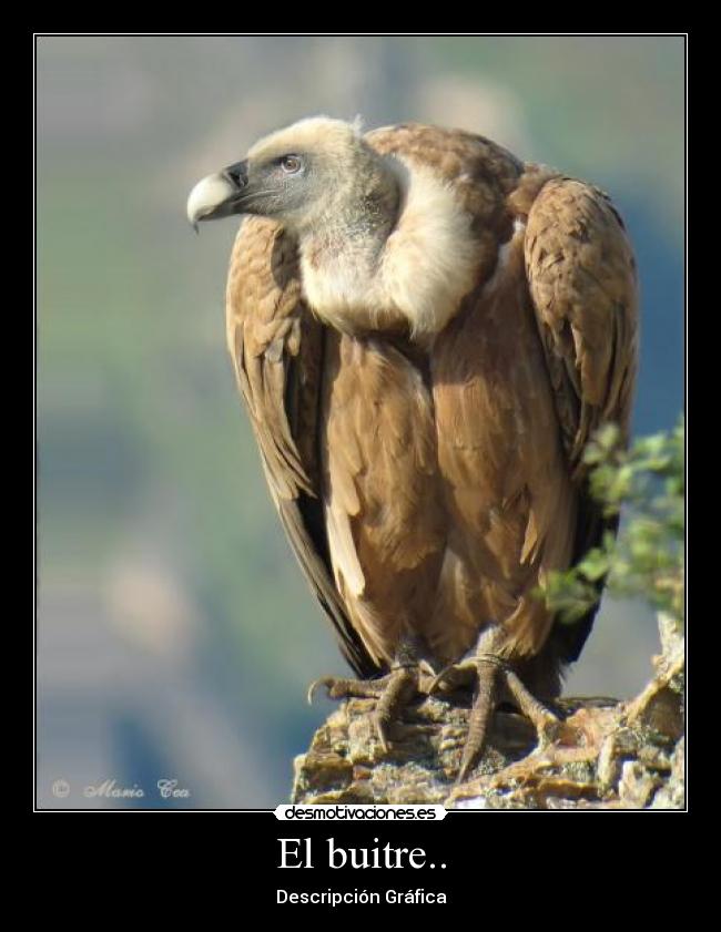 El buitre.. -