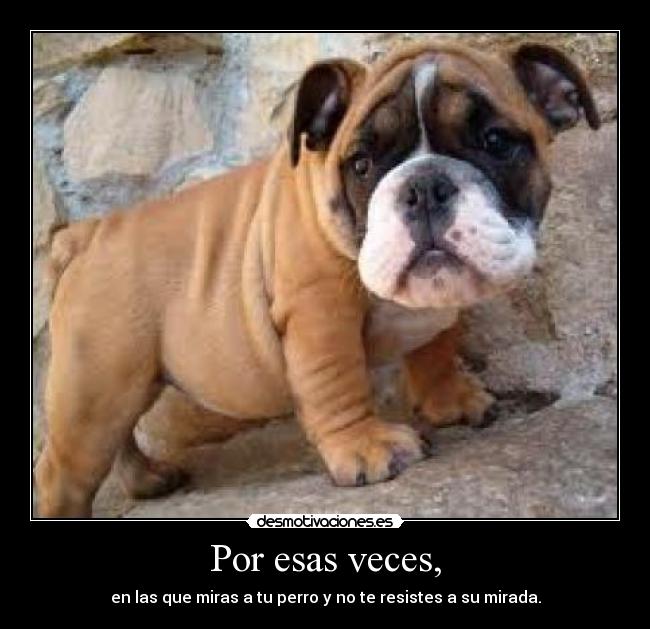 Por esas veces, - en las que miras a tu perro y no te resistes a su mirada.