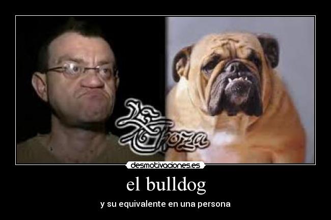 el bulldog - y su equivalente en una persona